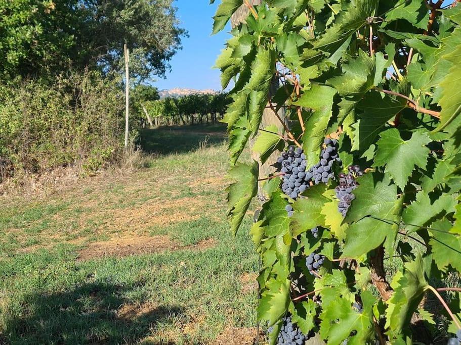 Montepulciano - La Casetta Del Pian Delle Noci 阿夸维瓦 外观 照片
